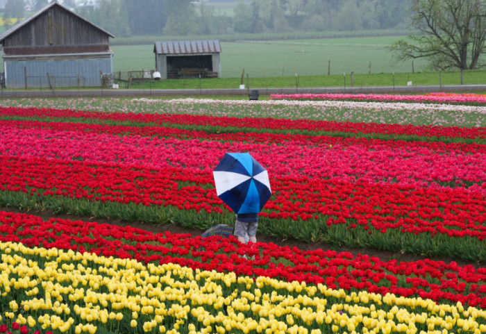 (FOTO) "Drvene cipele" u Oregonu: Festival lala privlači hiljade posetilaca, više od 100 vrsta raznobojnog cveća