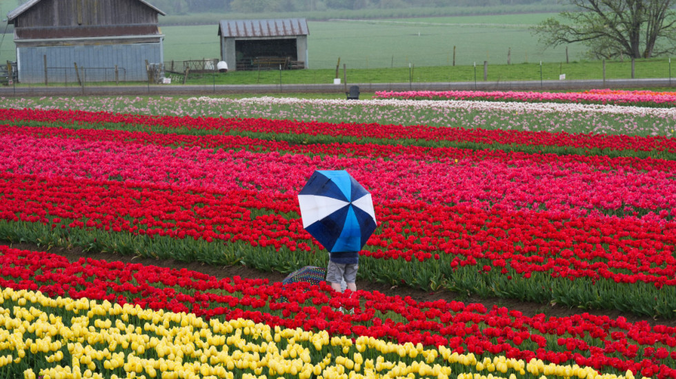 (FOTO) "Drvene cipele" u Oregonu: Festival lala privlači hiljade posetilaca, više od 100 vrsta raznobojnog cveća