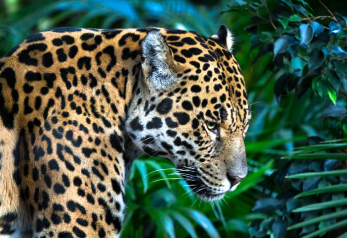 Retka vrsta jaguara primećena posle deset godina u planinama Hondurasa: Krčenje šuma i krivolov najveće pretnje opstanku