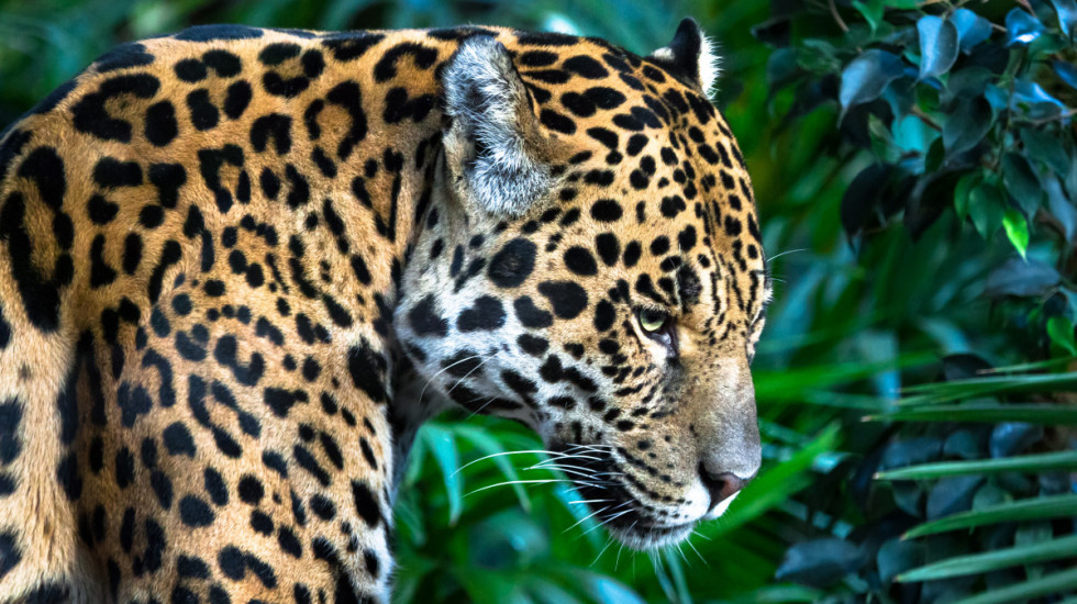 Retka vrsta jaguara primećena posle deset godina u planinama Hondurasa: Krčenje šuma i krivolov najveće pretnje opstanku