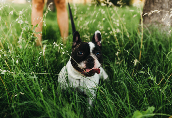 Zašto psi u proleće jedu travu i povraćaju: Veterinari navode više mogućih razloga