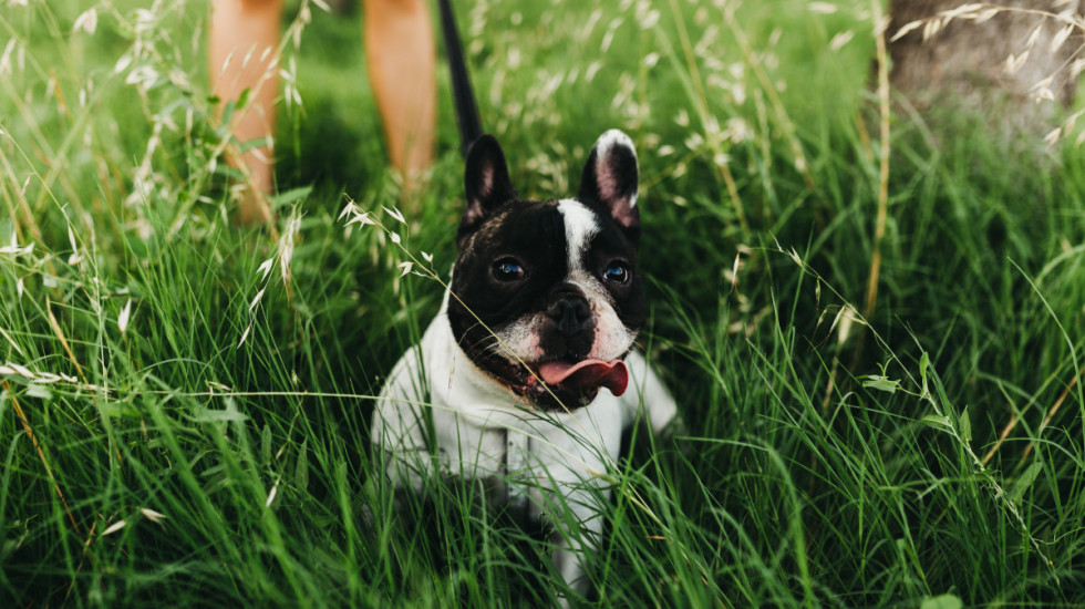 Zašto psi u proleće jedu travu i povraćaju: Veterinari navode više mogućih razloga