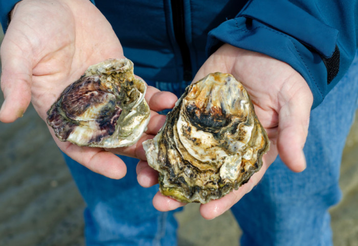 Jedan od najvećih projekata obnove morskih ekosistema: Više od 15 miliona ostriga biće pušteno u Severno more