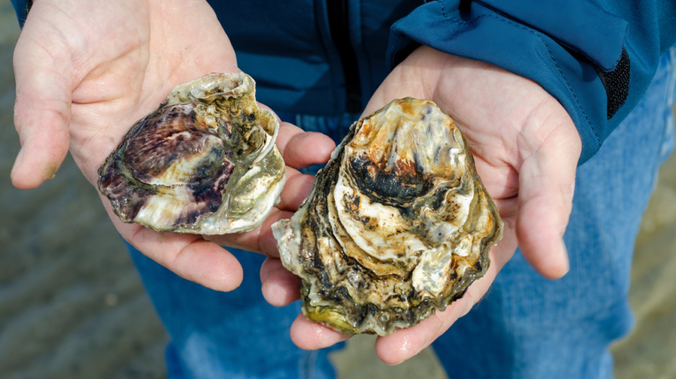 Jedan od najvećih projekata obnove morskih ekosistema: Više od 15 miliona ostriga biće pušteno u Severno more