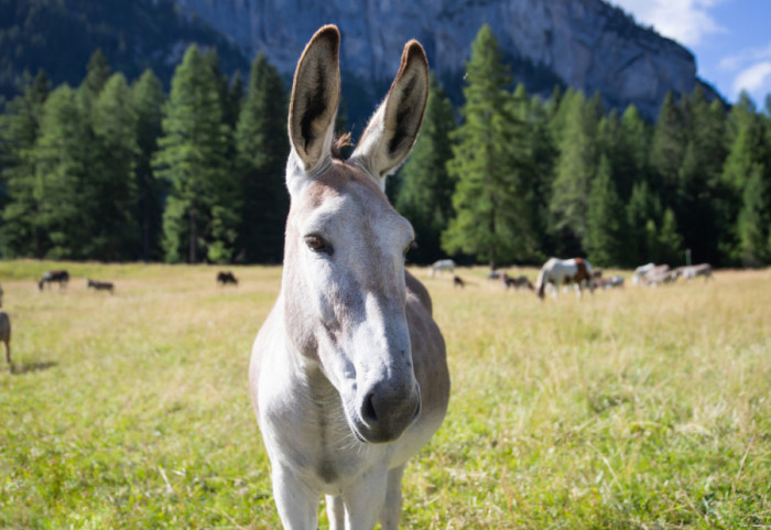Magareće brigade u Španiji: Kako magarci čuvaju nacionalni park od požara