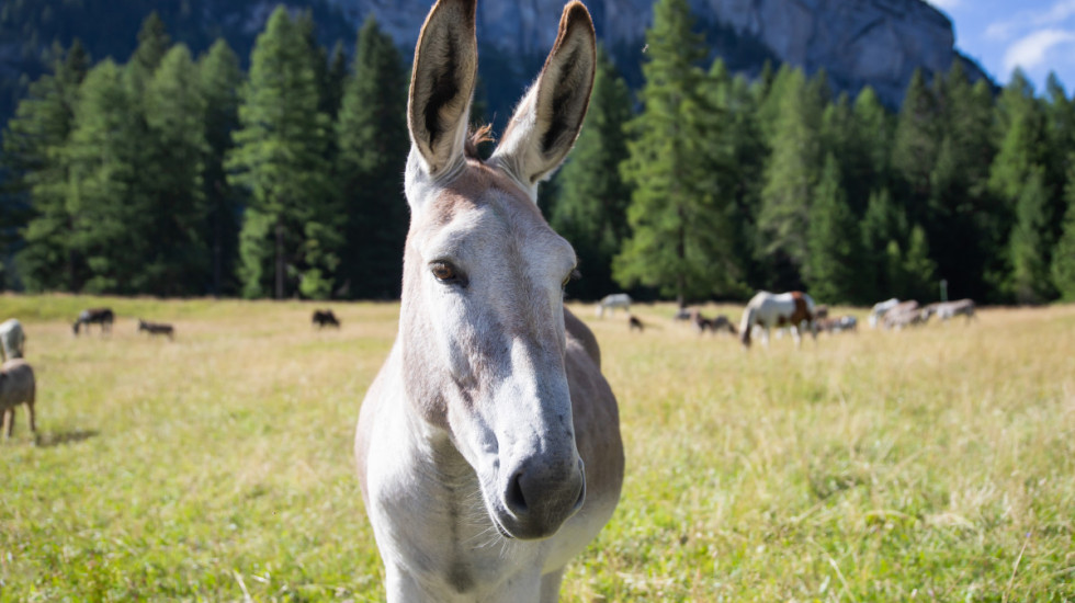 Magareće brigade u Španiji: Kako magarci čuvaju nacionalni park od požara