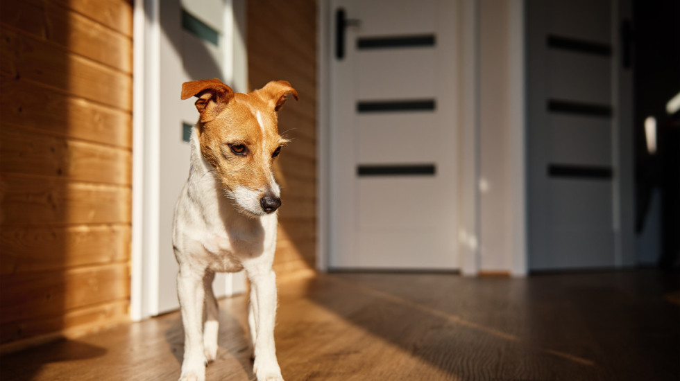 Ne plaše se samo petardi: Kako psi doživljavaju iznenadne zvukove