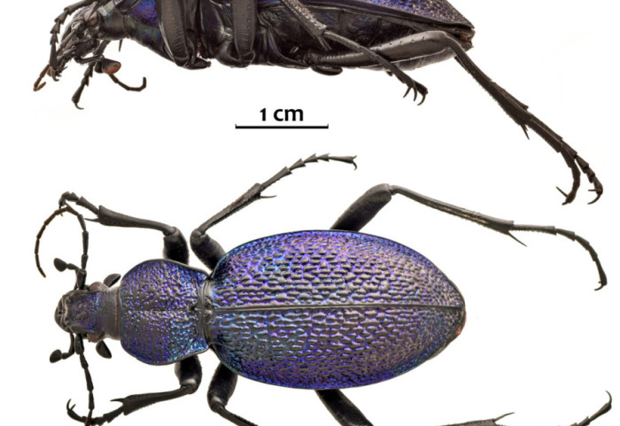 Jedan od najvećih evropskih insekata pronađen u Srbiji: Ljubičasti trčuljak iznenadio naučnike