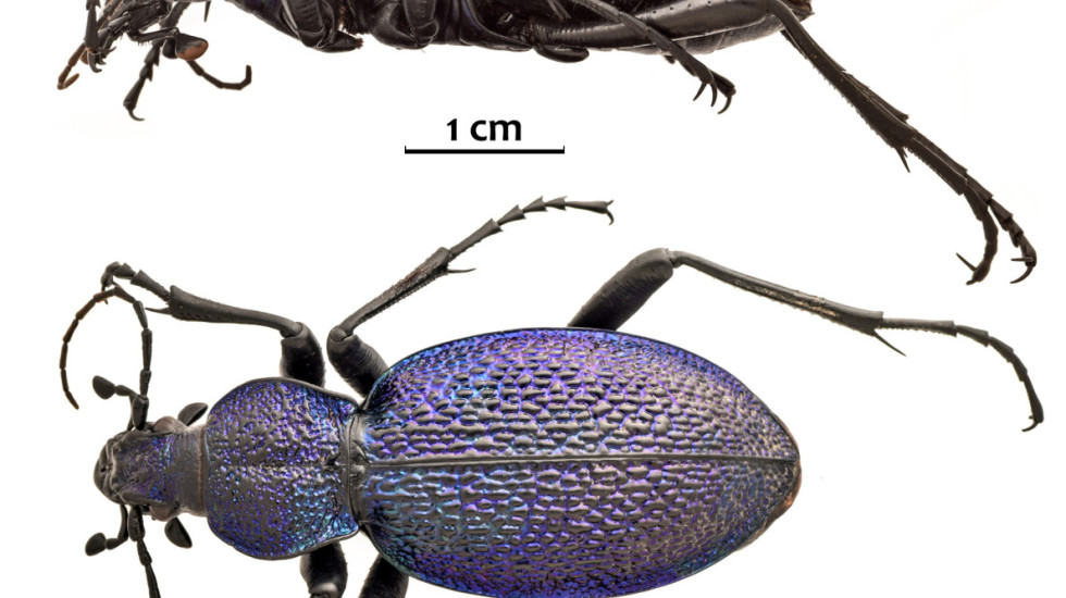 Jedan od najvećih evropskih insekata pronađen u Srbiji: Ljubičasti trčuljak iznenadio naučnike