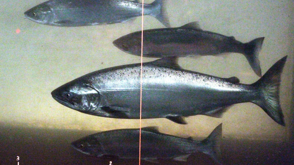 Studija: Tragovi kokaina koji zagađuju reke i jezera mogu da utiču na ponašanje lososa