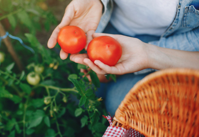 Biljke koje nije dobro saditi pored paradajza: Mogu da uspore rast