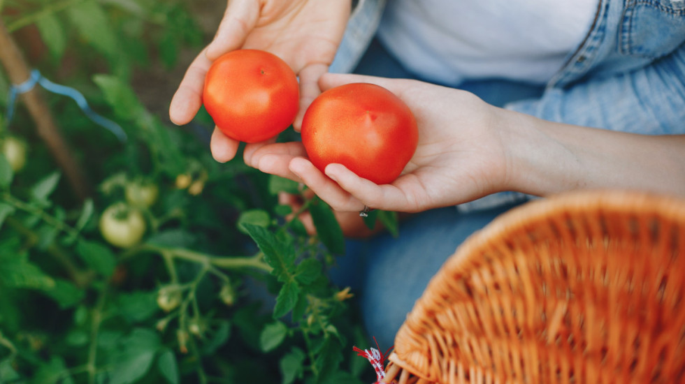 Biljke koje nije dobro saditi pored paradajza: Mogu da mu uspore rast
