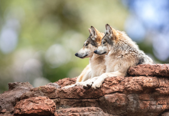 Najmanje 18 vukova uginulo u italijanskom nacionalnom parku za nekoliko dana, sumnja se na trovanje