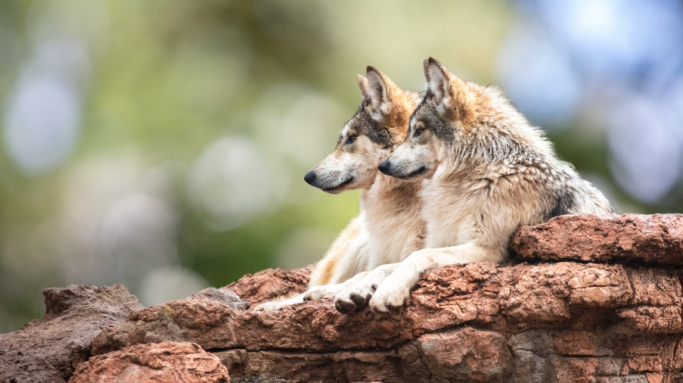 Najmanje 18 vukova uginulo u italijanskom nacionalnom parku za nekoliko dana, sumnja se na trovanje
