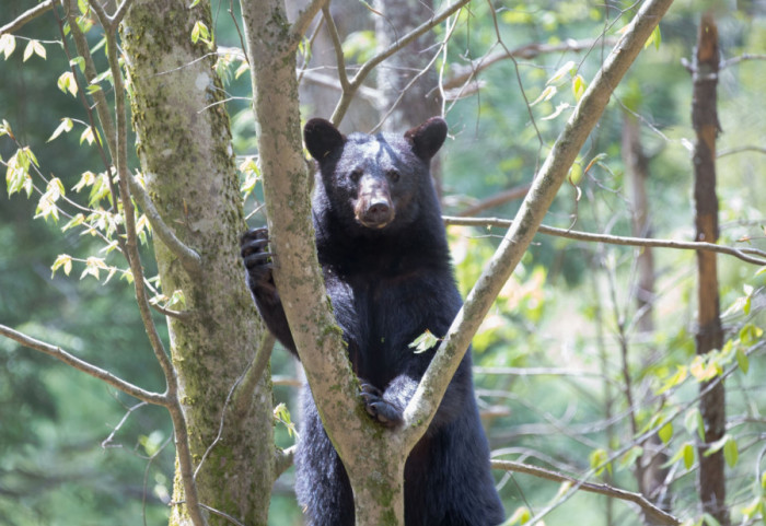 Medved se popeo na drvo u njujorškom naselju: Službe intervenisale više sati dok ga nisu bezbedno spustile