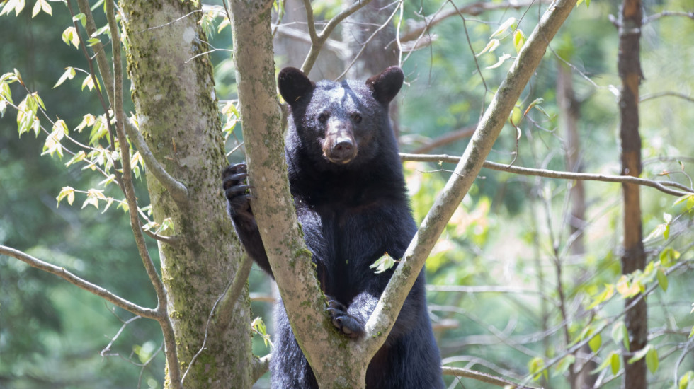 Medved se popeo na drvo u njujorškom naselju: Službe intervenisale više sati dok ga nisu bezbedno spustile