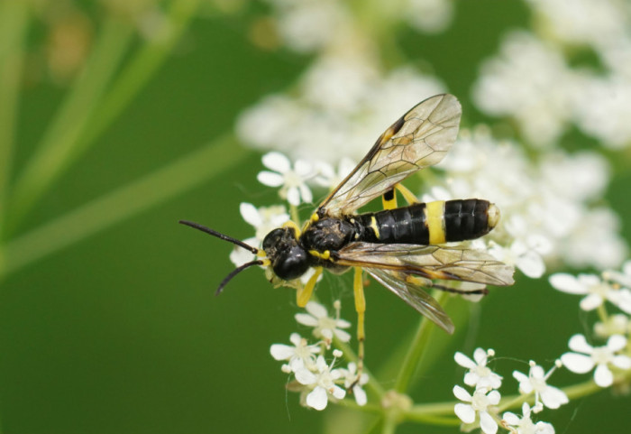 Kako da se rešite osa pre nego što naprave gnezdo u vašem dvorištu