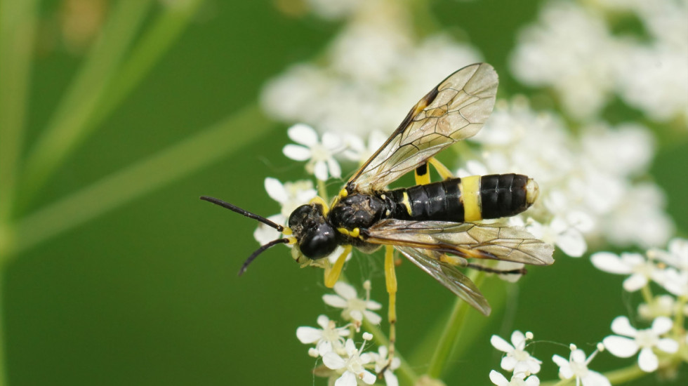 Kako da se rešite osa pre nego što naprave gnezdo u vašem dvorištu