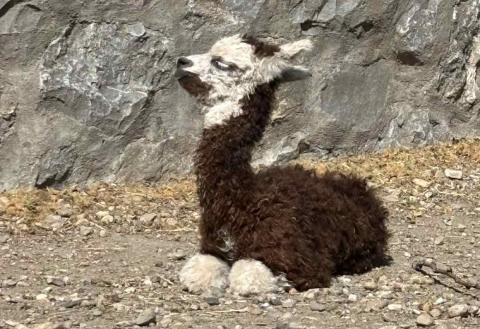 (FOTO/VIDEO) Beogradski Zoo vrt dobio posle 30 godina mladunče dvogrbe kamile i alpake