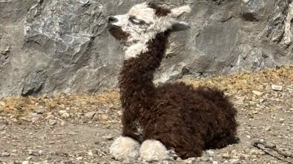 (FOTO/VIDEO) Beogradski Zoo vrt dobio posle 30 godina mladunče dvogrbe kamile i alpake
