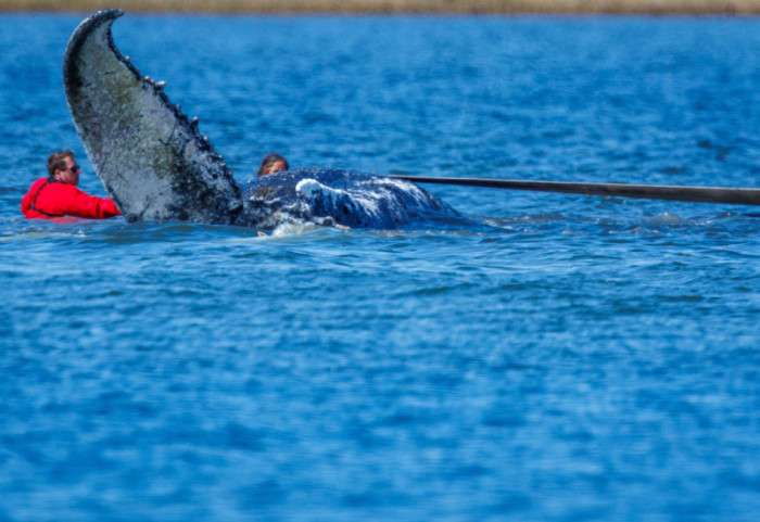 (FOTO) Spasavanje Timija: Nemci izvlače nasukanog grbavog kita iz plitkih voda Baltičkog mora