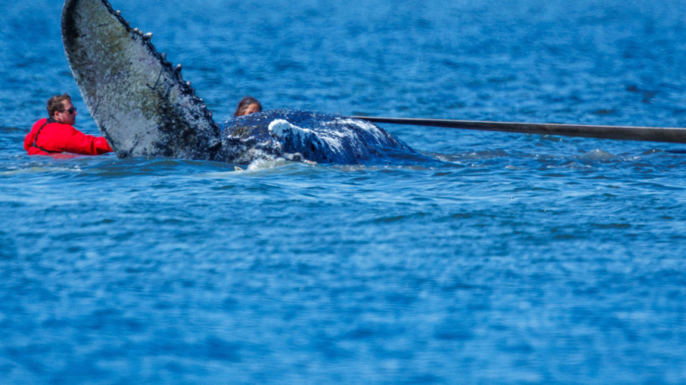 (FOTO) Spasavanje Timija: Nemci izvlače nasukanog grbavog kita iz plitkih voda Baltičkog mora