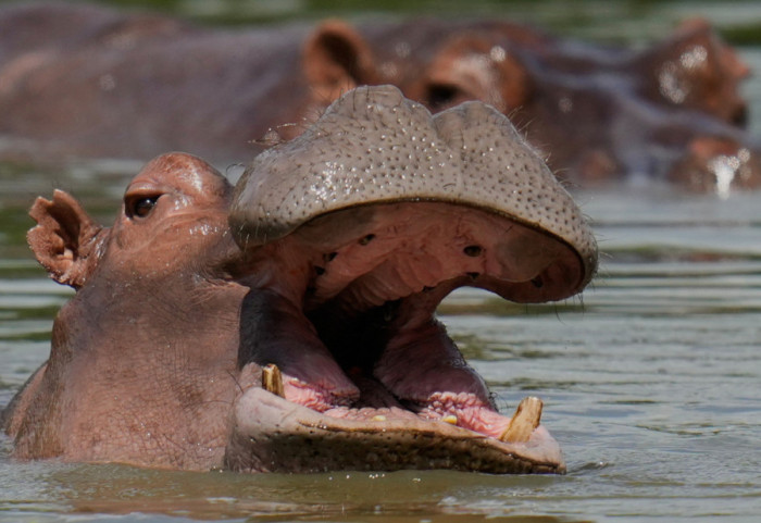 (FOTO) Neobična ponuda: Milijarder iz Indije nudi dom za Eskobarove "kokainske nilske konje"