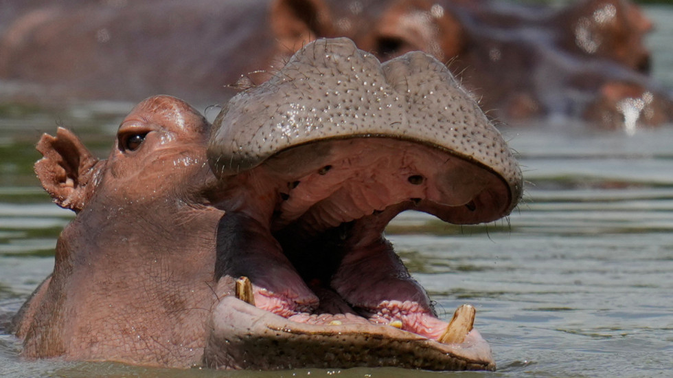 (FOTO) Neobična ponuda: Milijarder iz Indije nudi dom za Eskobarove "kokainske nilske konje"