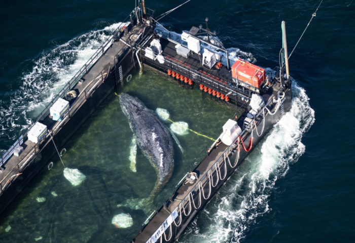 (FOTO) Spasavanje Timija: Nemci izvlače nasukanog grbavog kita iz plitkih voda Baltičkog mora