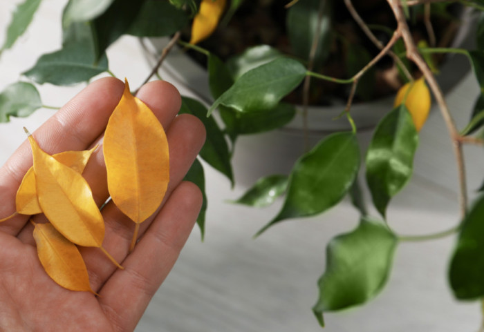 Jednostavan trik koji će vratiti kućne biljke u život za nekoliko dana