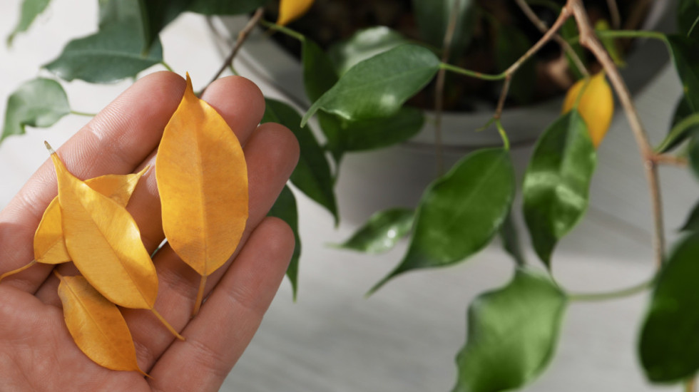 Jednostavan trik koji će vratiti kućne biljke u život za nekoliko dana