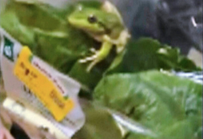 (FOTO) Par u Australiji pronašao živu žabu u upakovanoj salati